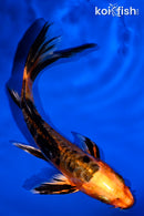 5.25" ARAGOKE ORENJI BEKKO BUTTERFLY