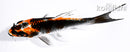 4.75" BENI GINGA BUTTERFLY
