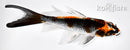 4.75" BENI GINGA BUTTERFLY