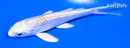 3.75" GINRIN HARIWAKE BUTTERFLY