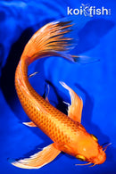 9.5" ORENJI OGON BUTTERFLY