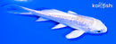 3.75" GINRIN HARIWAKE BUTTERFLY
