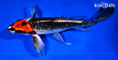 8.5" BENI GINGA BUTTERFLY