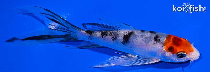 5.25" SANKE BUTTERFLY