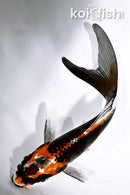 4.75" BENI GINGA BUTTERFLY
