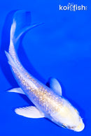 3.75" GINRIN HARIWAKE BUTTERFLY