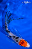 5.25" SANKE BUTTERFLY