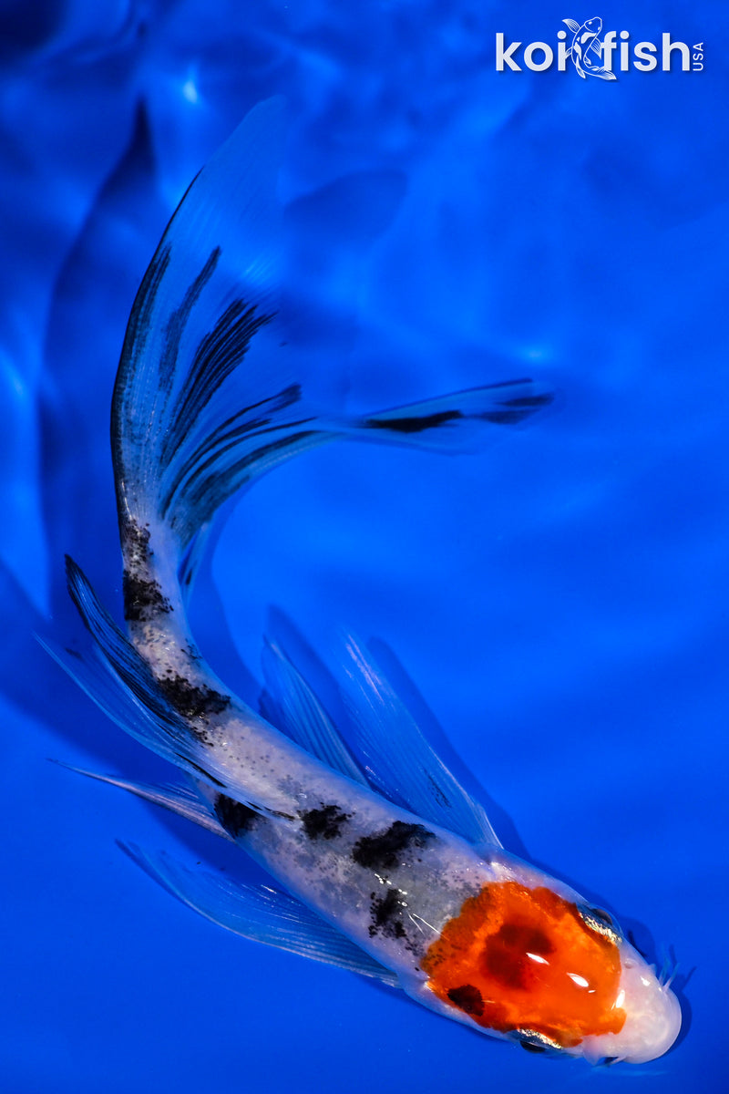 5.25" SANKE BUTTERFLY