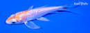 4.25" GINRIN HARIWAKE BUTTERFLY