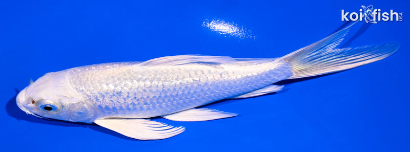 5.75" GINRIN PLATINUM OGON BUTTERFLY