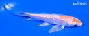 4.25" GINRIN HARIWAKE BUTTERFLY