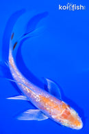 4.25" GINRIN HARIWAKE BUTTERFLY