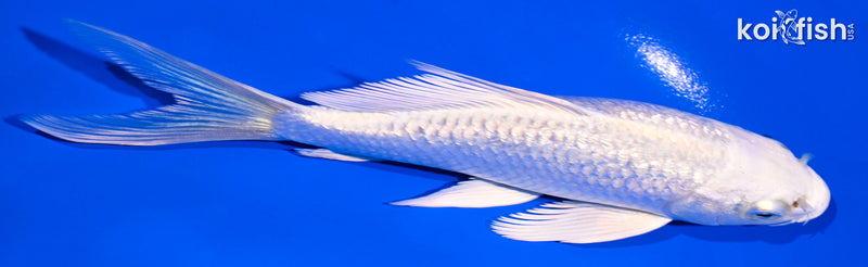 5.75" GINRIN PLATINUM OGON BUTTERFLY