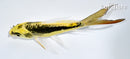 5.25" KIN KIKOKURYU BUTTERLFY