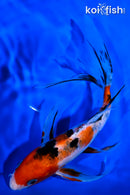 8" SANKE BUTTERFLY