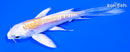 4.25" DOITSU LEMON HARIWAKE BUTTERFLY