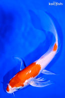 6.75" HARIWAKE BUTTERFLY