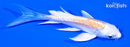 4.25" DOITSU LEMON HARIWAKE BUTTERFLY