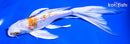 7.75" GINRIN HARIWAKE BUTTERFLY