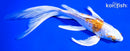 7.75" GINRIN HARIWAKE BUTTERFLY