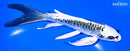 6.75" KIKOKURYU BUTTERFLY