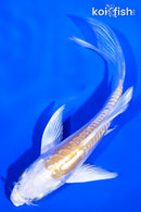 4.25" DOITSU LEMON HARIWAKE BUTTERFLY