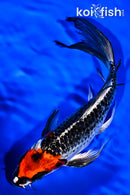 8.5" BENI GINGA BUTTERFLY