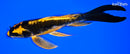 6.5" BENI KIKOKURYU BUTTERFLY