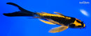 6.5" BENI KIKOKURYU BUTTERFLY