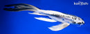 10.25" KIKOKURYU BUTTERFLY