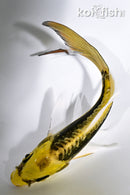 5.25" KIN KIKOKURYU BUTTERLFY