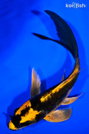 6.5" BENI KIKOKURYU BUTTERFLY