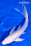 5.75" GINRIN PLATINUM OGON BUTTERFLY