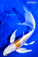7.75" GINRIN HARIWAKE BUTTERFLY