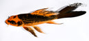5.5" ORENJI MATSUBA BUTTERFLY