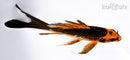 5.5" ORENJI MATSUBA BUTTERFLY