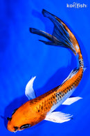 7.5" KUJAKU BUTTERFLY