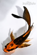 5.5" ORENJI MATSUBA BUTTERFLY