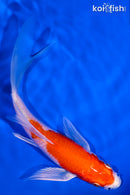 5.75" HARIWAKE BUTTERFLY