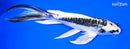 6.75" KIN KIKOKURYU BUTTERFLY