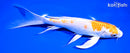 9.25" HARIWAKE BUTTERFLY