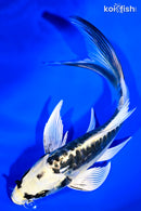 6.75" KIN KIKOKURYU BUTTERFLY