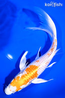 9.25" HARIWAKE BUTTERFLY