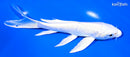 6.75" PLATINUM OGON BUTTERFLY