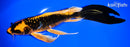 9.25" DOITSU ORENJI MATSUBA BUTTERFLY