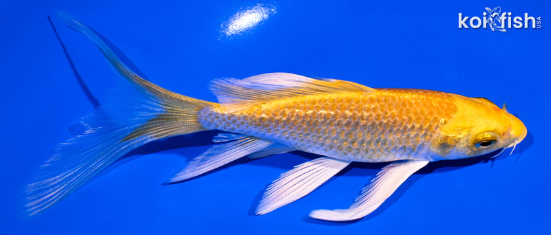 5.75" GINRIN YAMABUKI OGON BUTTERFLY