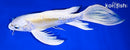 10" DOITSU LEMON HARIWAKE BUTTERFLY