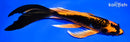 9.25" DOITSU ORENJI MATSUBA BUTTERFLY