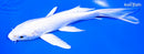 6.75" PLATINUM OGON BUTTERFLY
