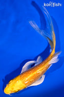 5.75" GINRIN YAMABUKI OGON BUTTERFLY